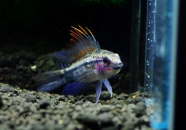 Ap�������Υԥ����ףɣ̣ġ��ȥڥ롼�ɡ������У�