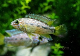 Ap���ѥѥ������ףɣ̣ġ��ȥڥ롼�ɡ������У�