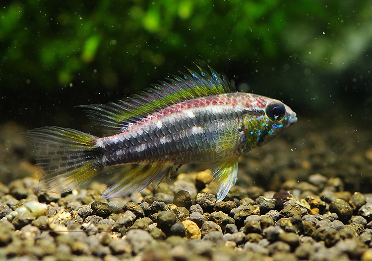 ａｐ ビタエニアータ ｗｉｌｄ ペルー 1pr アピストグラマ アピストグラマ Wild Aqua F東京店通販ショップ