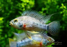 ���� sp ����ȥ��ԥ������ȣףɣ̣ġɡ�1Pr��