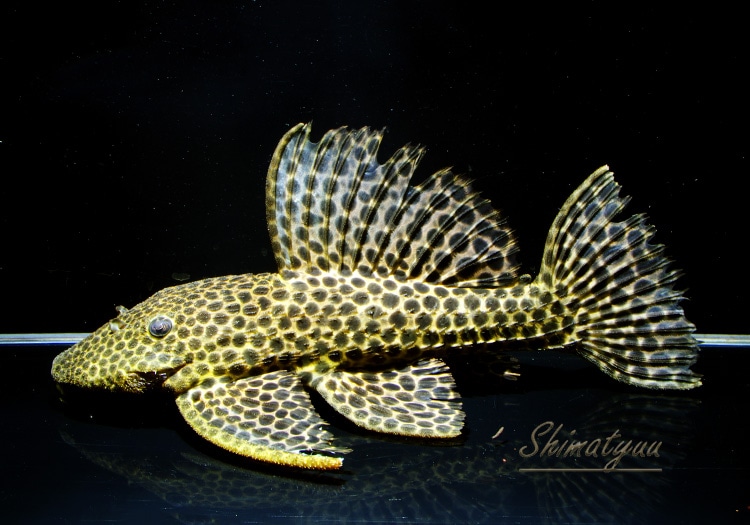 レオコロ 一点物 メガロハイフィンレオパードトリム No.04 | プレコ,トリム系