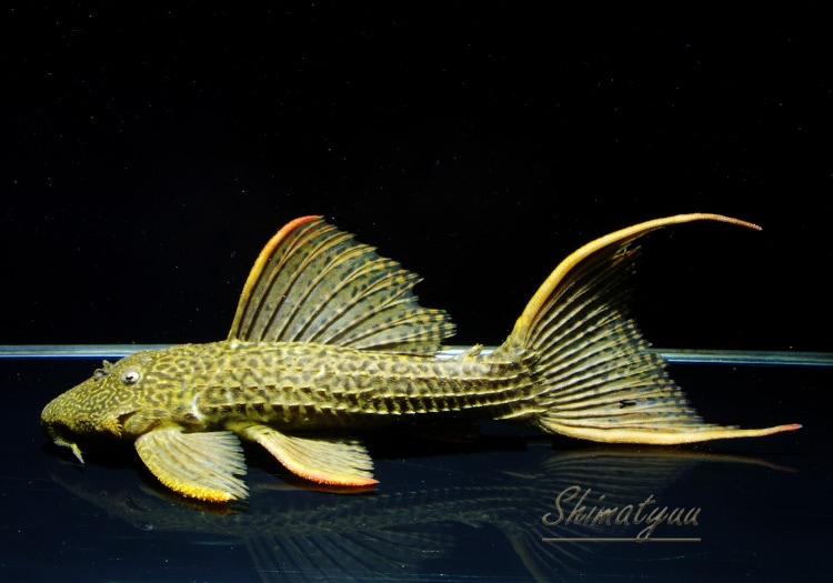 一点物 ドラゴンキングスカーレット 本ツクルイ 19 2便目 No 01 すべての商品 Aqua F東京店通販ショップ