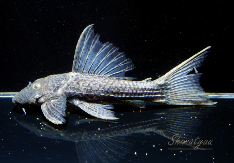 ����ʪ�����󥰥����ꡡ ���ܥĥ��륤�ɡ�2019.2���ܡ�No.11