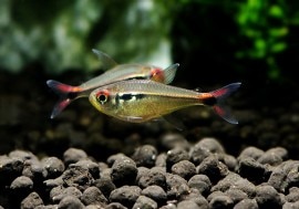 ��Ǯ�ӵ��ۡ��ե����䡼�ơ���ۥ���ƥȥ顡WILD��3ɤ