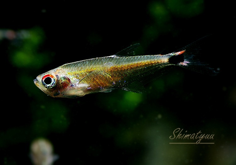 アジアアロワナ、熱帯魚大図鑑、ザッ大型熱帯魚 アジアアロワナ、熱帯魚大図鑑、ザッ大型熱帯魚 アジアアロワナ