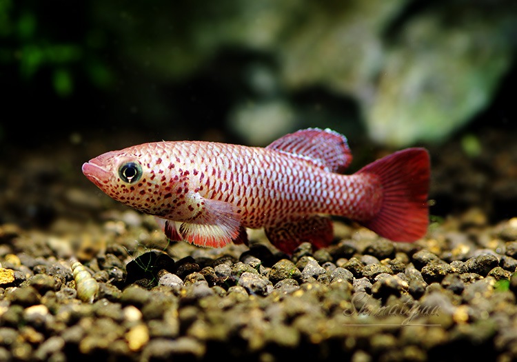 熱帯魚 ノソブランキウス ギニエンセ 1pr 熱帯魚 メダカ類 卵性メダカ Aqua F東京店通販ショップ 熱帯魚 ノソブランキウス ギニエンセ 1pr 熱帯魚 メダカ類 卵性メダカ Aqua F東京店通販ショップ