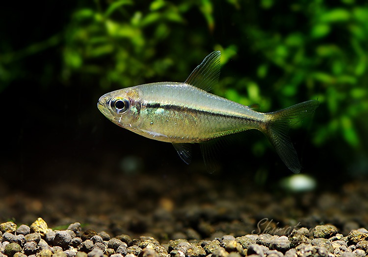 熱帯魚】 ヘミグラムス エレガンス “リオクリスタリーノ” WILD 1匹