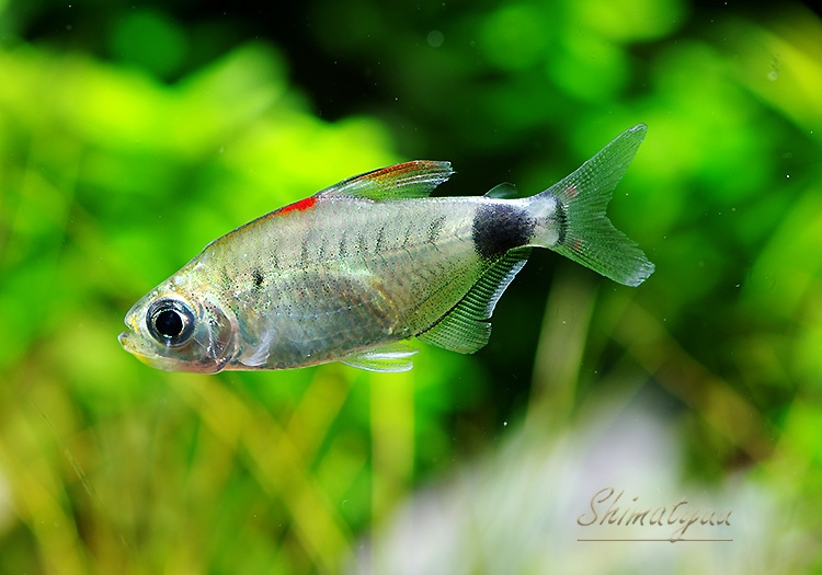 熱帯魚】 アフリカンムーンテトラ WILD 1匹 | 熱帯魚,カラシンWild 