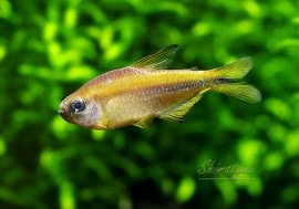 ��Ǯ�ӵ��ۡ������ѡ����������ǥӥ�ƥȥ顡�ȥޥåȥ����å��ɡ�WILD��3ɤ