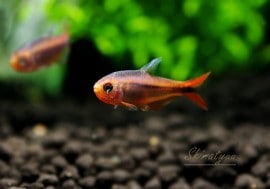 ��Ǯ�ӵ��ۡ��ϥ��ե����֥ꥳ�󡦥ߥ��å�������åɡ�WILD��3ɤ