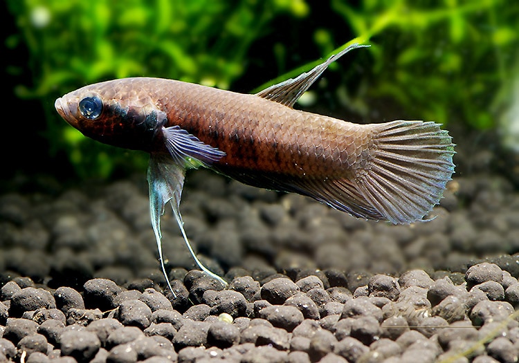 Amazon.co.jp: 淡水熱帯魚 ベタ 写真集「AMAZING THAI BETTA