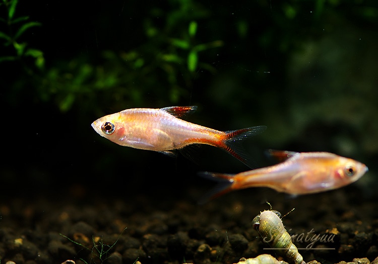 熱帯魚 ラスボラ ヘテロモルファ ゴールド Euブリード 1匹 熱帯魚 ラスボラ コイ ローチ Aqua F東京店通販ショップ