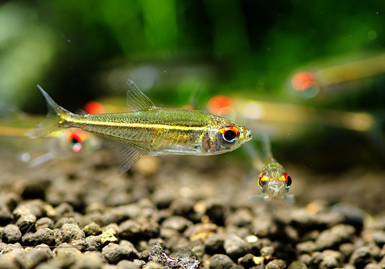 熱帯魚】 ホプロカラックス・ゴエッセイ “リオ ブランコ” WILD 3匹