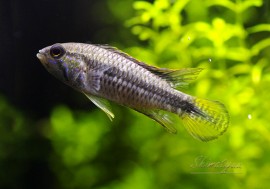 ���� sp.�����󥰡��ץ륯�顡�ףɣ̣ġ��ȥ��󥰡��ɡ����У�