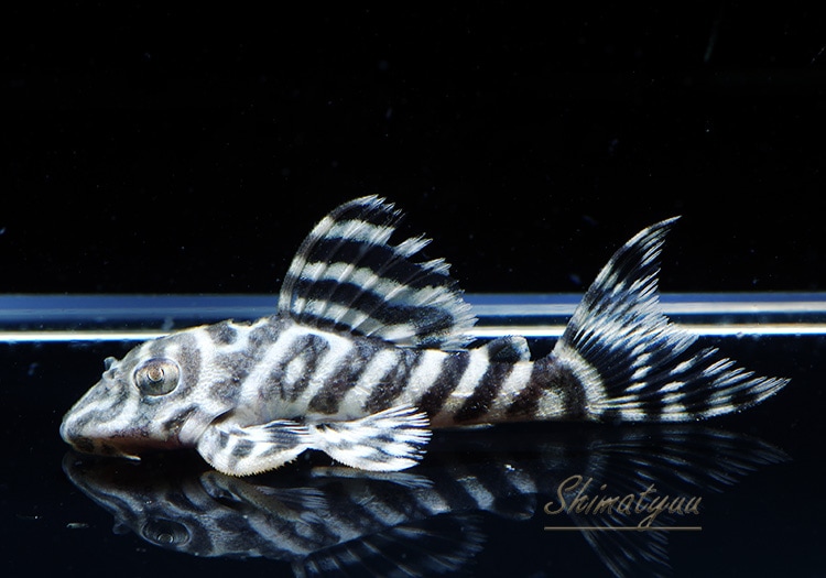 L333 ホワイトロイヤルゼブラ 国産ブリード 3匹 | プレコ,キング