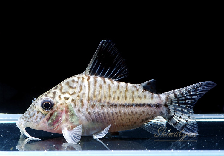 コリドラス・ゼブリーナ（CW111） 【トロピカルガーデン