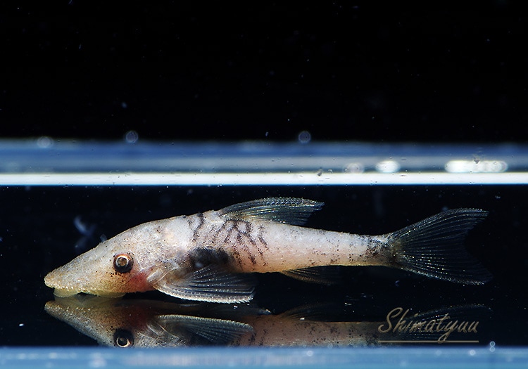 熱帯魚 ホワイト ボルケーノオトシン ハイポメラ二スティック 3匹 プレコ オトシンクルス ファロエラ 他 Aqua F東京店通販ショップ