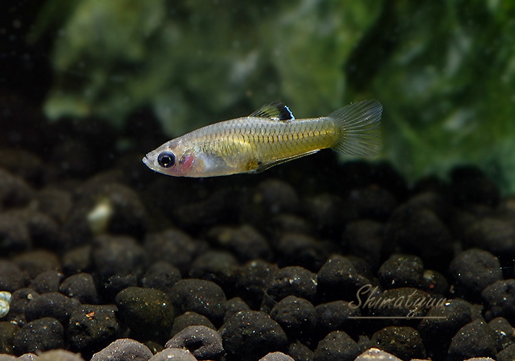 熱帯魚 ファルリクティウス ティコ 1pr 熱帯魚 メダカ類 卵胎生メダカ Aqua F東京店通販ショップ