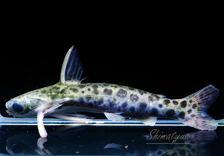 タティア シンプレックス “トカンチンス” | 大型魚,ナマズ