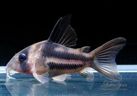 Co sp���ҥ��ꡡ�����饤��WILD��1ɤ��