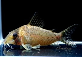 Co シクリ WILD 1匹 | コリドラス,セミロングノーズ | AQUA-F東京店