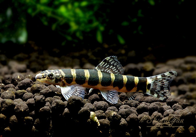 熱帯魚】 ラオスセカベックゼブラローチ 1匹 | 熱帯魚,ラスボラ・コイ