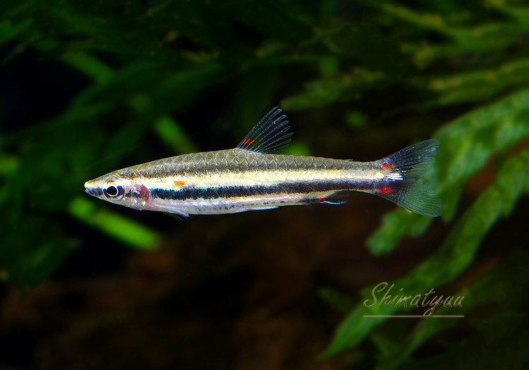 熱帯魚】 ナノストムス・トリファスキアータ “ネグロ” WILD 1匹