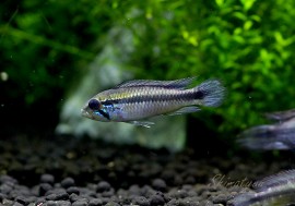 Ap���������������ףɣ̣ġ��ȥ��㥯����ɡ����У�