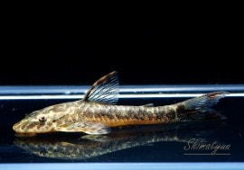 Ǯӵۡѥ饪ȥ󡡥ޥꥳ3ɤ