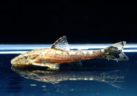 Ǯӵۡѥ饪ȥ󡡥ƥ꡼3ɤ