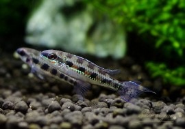 åܡɥåɡ(ML)ףɣ̣ġȥХ륻ɡ1У