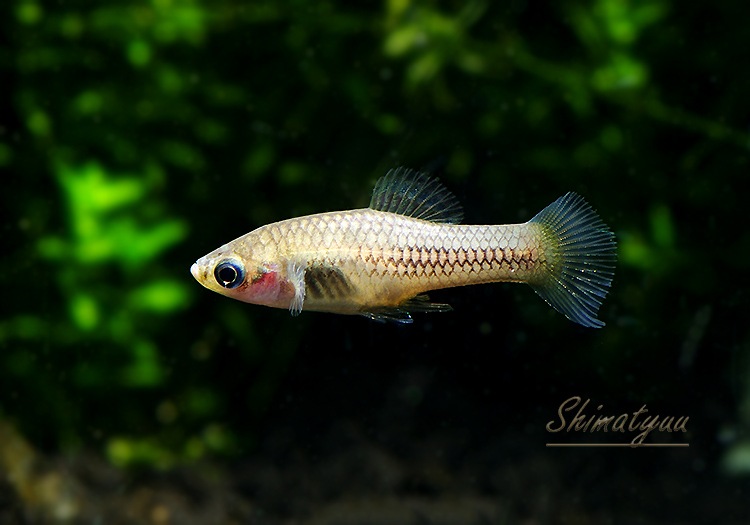 熱帯魚 キシフォフォルス アンデルシ 1pr 熱帯魚 メダカ類 卵胎生メダカ Aqua F東京店通販ショップ