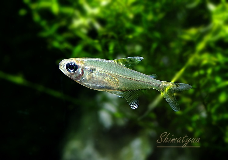 熱帯魚 モンクホーシャ コレッティ ウルプ Wild 3匹 熱帯魚 カラシンwild Aqua F東京店通販ショップ 熱帯魚 モンクホーシャ コレッティ ウルプ Wild 3匹 熱帯魚 カラシンwild Aqua F東京店通販ショップ