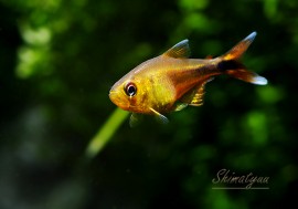 ��Ǯ�ӵ��ۡ��ϥ��ե����֥ꥳ�󡡥�˥ꥬ����WILD��1ɤ