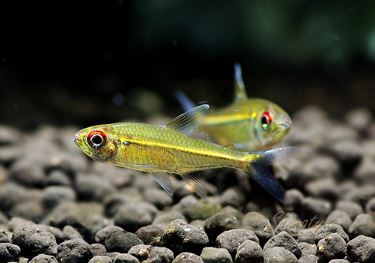 コロンビア産　レモネイトゲウスバカミキリ　76mm コロンビア産レモネイトゲウスバカミキリ76mm