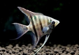 Ǯӵۡɥꥨ󥼥롡ȥͥɡWILD1ɤ