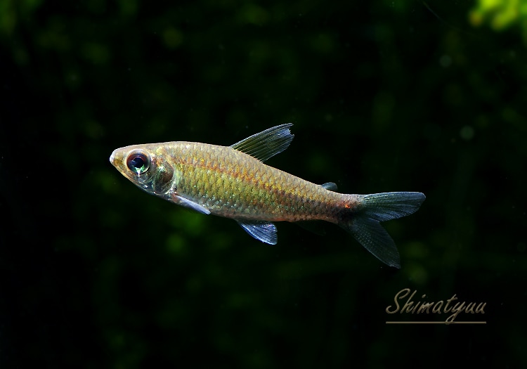 ポケットグリッター 熱帯魚 71No2ZPNmSL._AC_UF350,