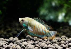 ��Ǯ�ӵ��ۡ��ɥ�ե���ߡ���WILD��1ɤ��