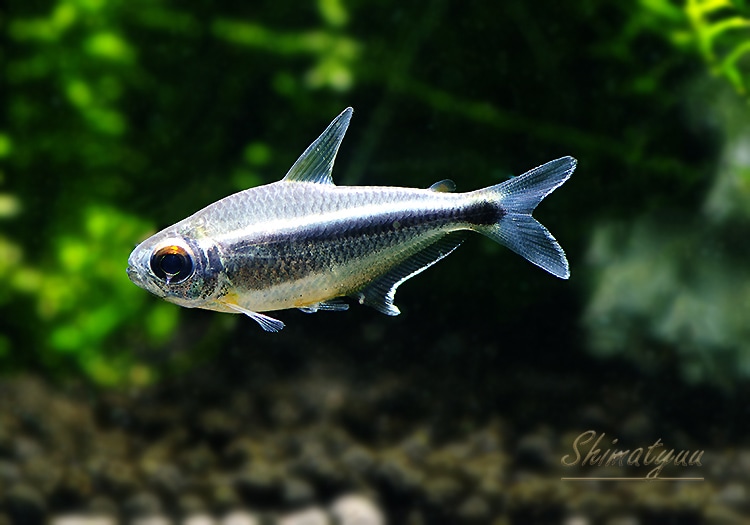 熱帯魚】 カイアポーテトラ “リオ イリリ” WILD 3匹 | 熱帯魚,カラシン 