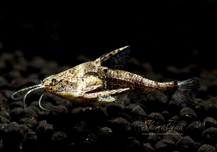熱帯魚様 ベタ 熱帯魚 生体 プラカット ホワイトファンシー 7525 オス