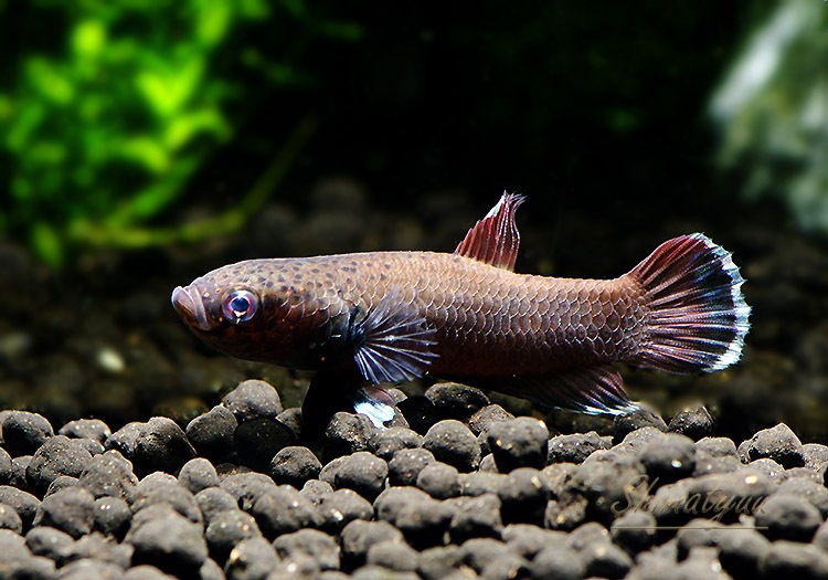 熱帯魚 ベタ チャンノイデス 国産ブリード 1pr 熱帯魚 ベタ グラミー Aqua F東京店通販ショップ