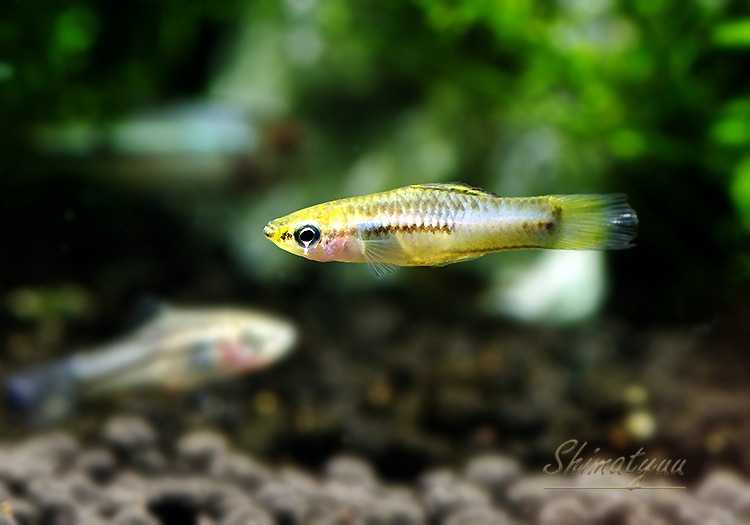 熱帯魚 キシフォフォルス ピクマエウス 1pr 熱帯魚 メダカ類 卵胎生メダカ Aqua F東京店通販ショップ
