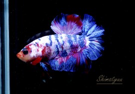 ��Ǯ�ӵ��۰���ʪ��HM���ץ饫�åȡ��ȥ���饯�����ɡ�No.01