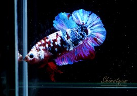 ��Ǯ�ӵ��۰���ʪ��HM���ץ饫�åȡ��ȥ���饯�����ɡ�No.02