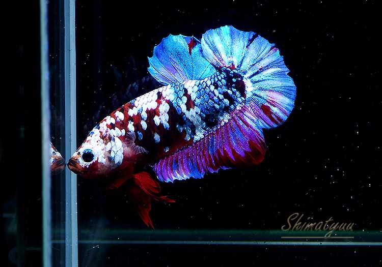 ベタプラカット全引き取り ベタプラカット全引き取り