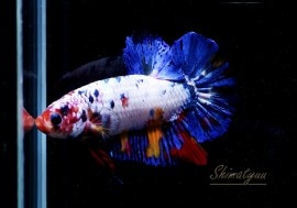 ��Ǯ�ӵ��۰���ʪ��HM���ץ饫�åȡ��ȥ���饯�����ɡ�No.03