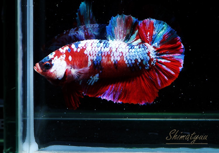 熱帯魚 一点物 Hm プラカット ギャラクシー No 04 熱帯魚 ベタ グラミー プラカット Aqua F東京店通販ショップ