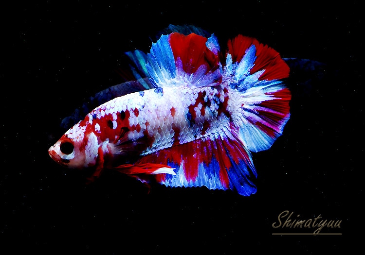 ベタ　ギャラクシーPK 熱帯魚】一点物 HM・プラカット “ギャラクシー” No.05 | 熱帯魚,ベタ