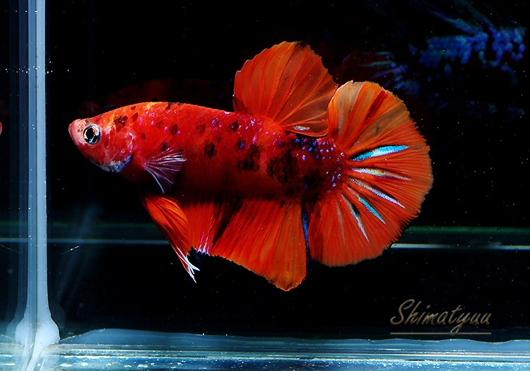 熱帯魚 Hm プラカット ニモ アソート 1匹 熱帯魚 ベタ グラミー プラカット キャンディ Aqua F東京店通販ショップ