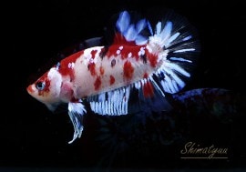 ��Ǯ�ӵ��۰���ʪ��HM���ץ饫�åȡ��ȥ���饯�����ɡ�No.07